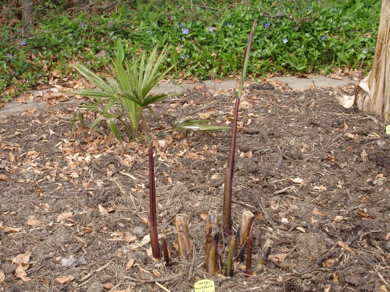 tuin 382_800x600.jpg