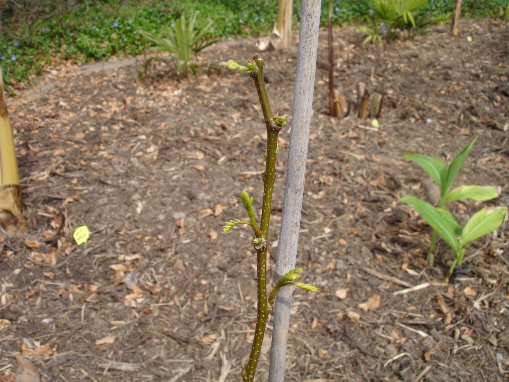 tuin 384_1024x768.jpg