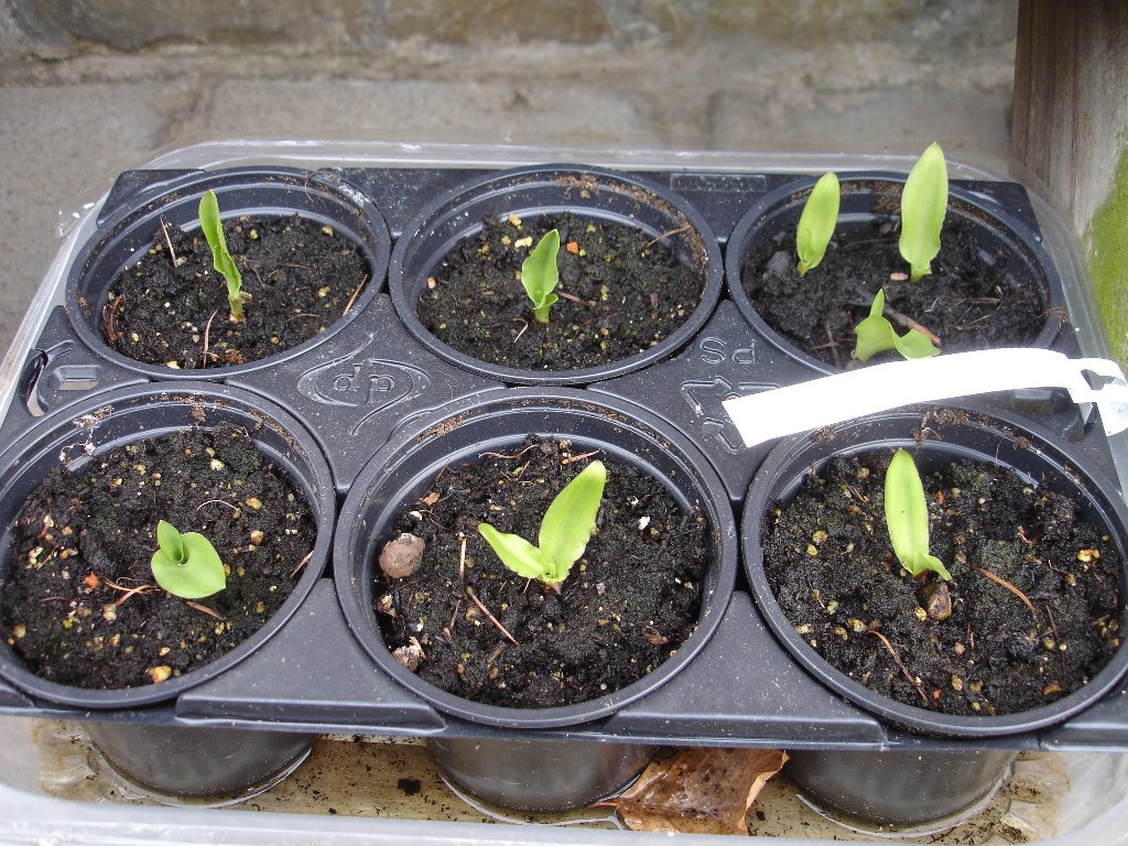 tuin 385_1024x768.jpg