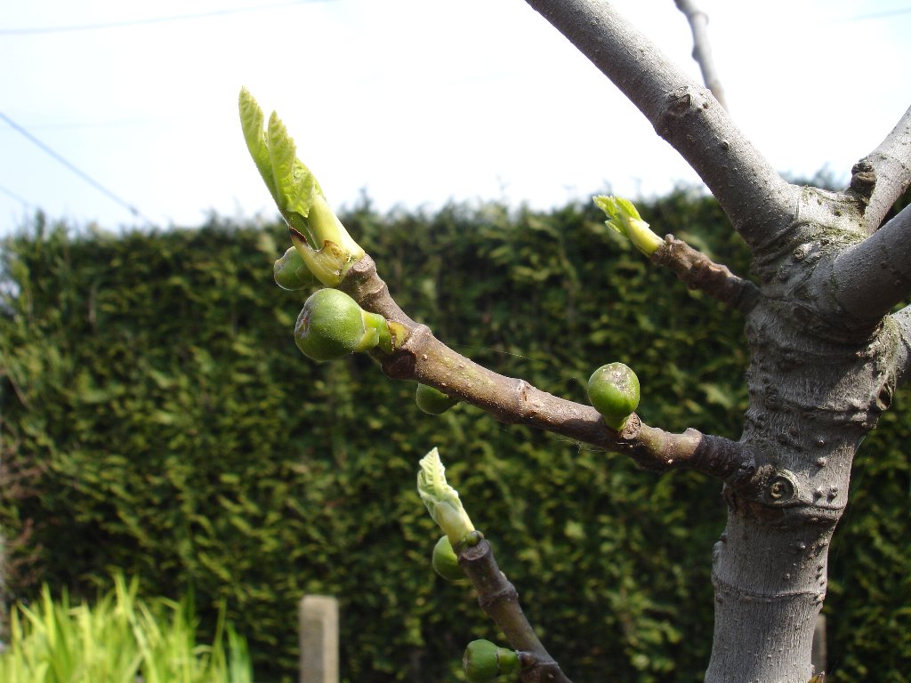 tuin 390_1024x768.jpg