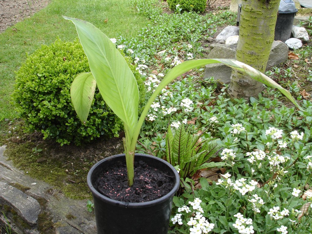 tuin 377_1024x768.jpg