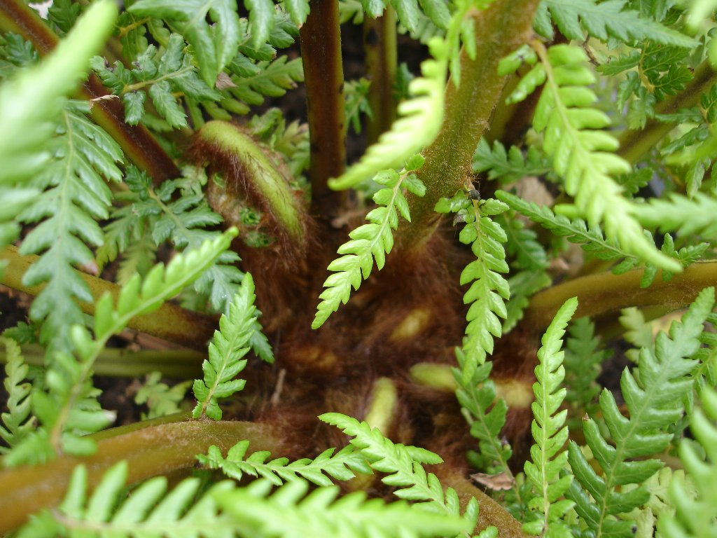 tuin 378_1024x768.jpg