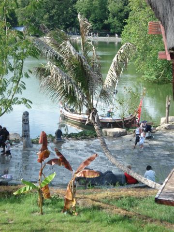 IT Cocos nucifera.JPG