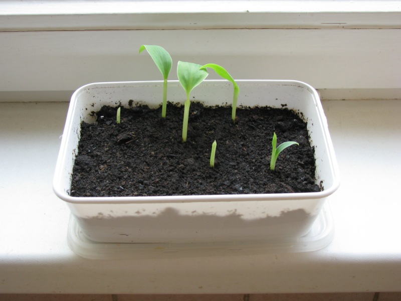 Musa cheesmanni zaailingen.JPG