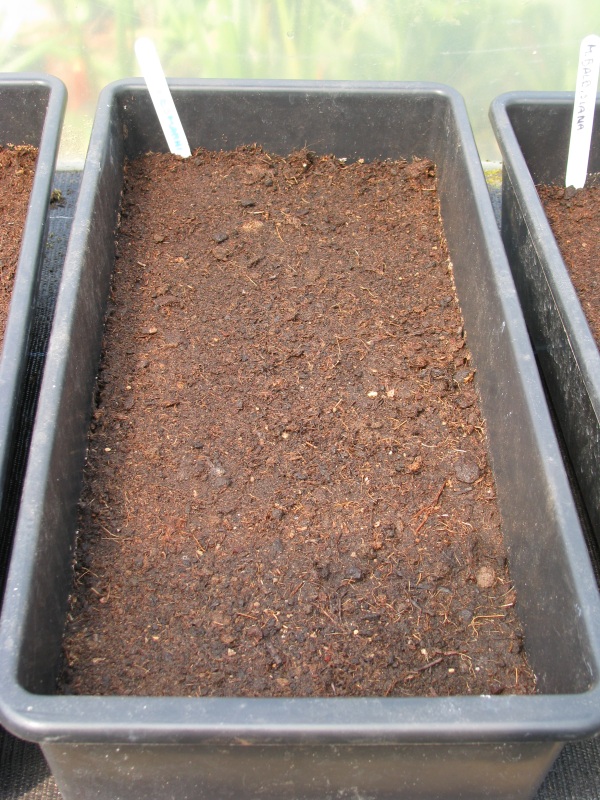 Musa cheesmanni gezaaid.JPG