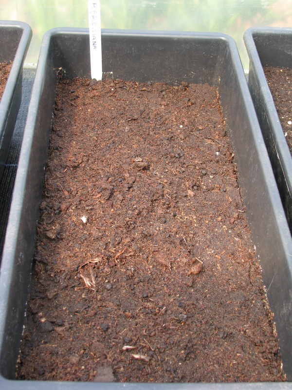 Musa balbisiana gezaaid.JPG