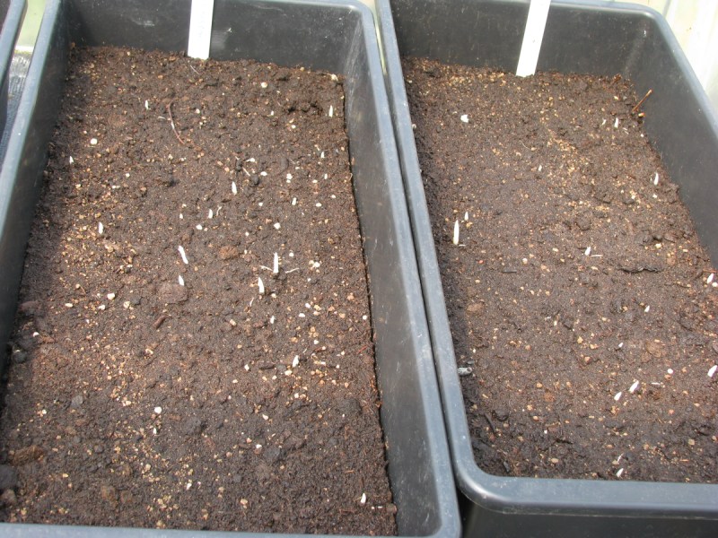 Musa sikkimensis kiemlingen.JPG