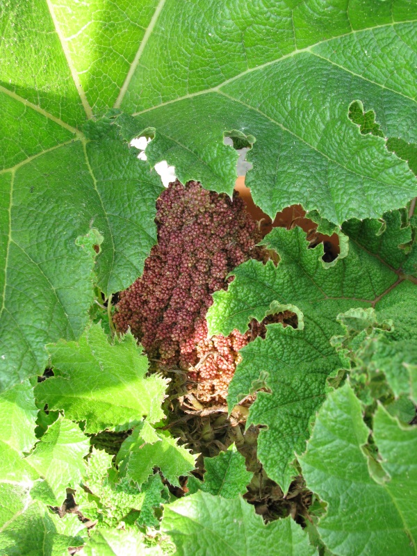 Gunnera manicata.JPG