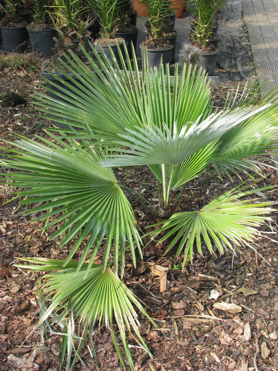 Trachycarpus princeps palmboom.JPG