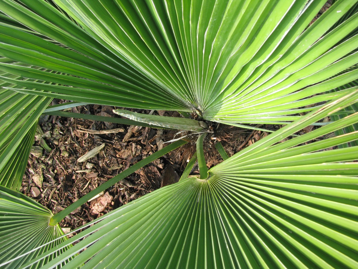Trachycarpus princeps speer.JPG