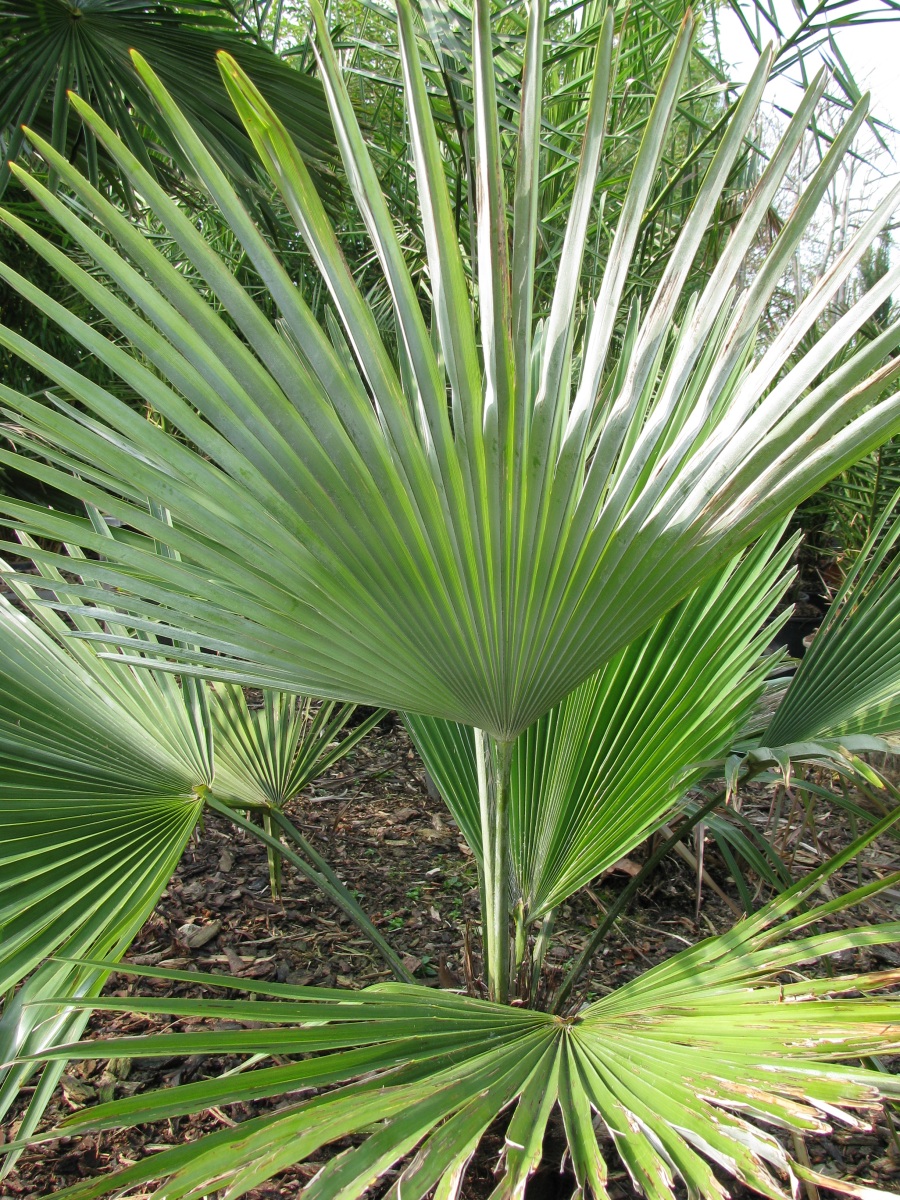Trachycarpus princeps achterzijde blad.JPG