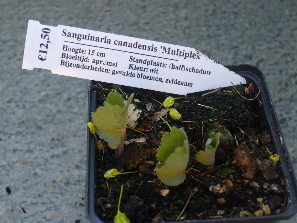 sanguinaria.jpg