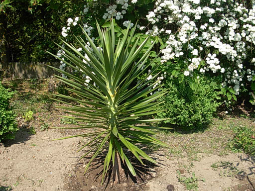 yucca.jpg
