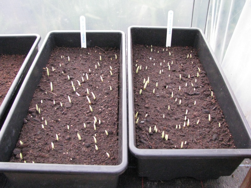 Musa sikkimensis kiemlingen.JPG