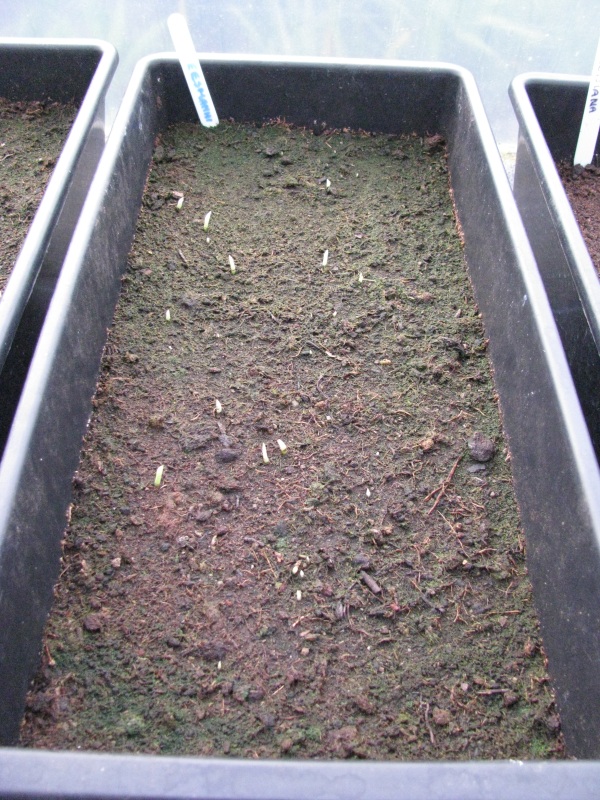 Musa cheesmanni (2).JPG