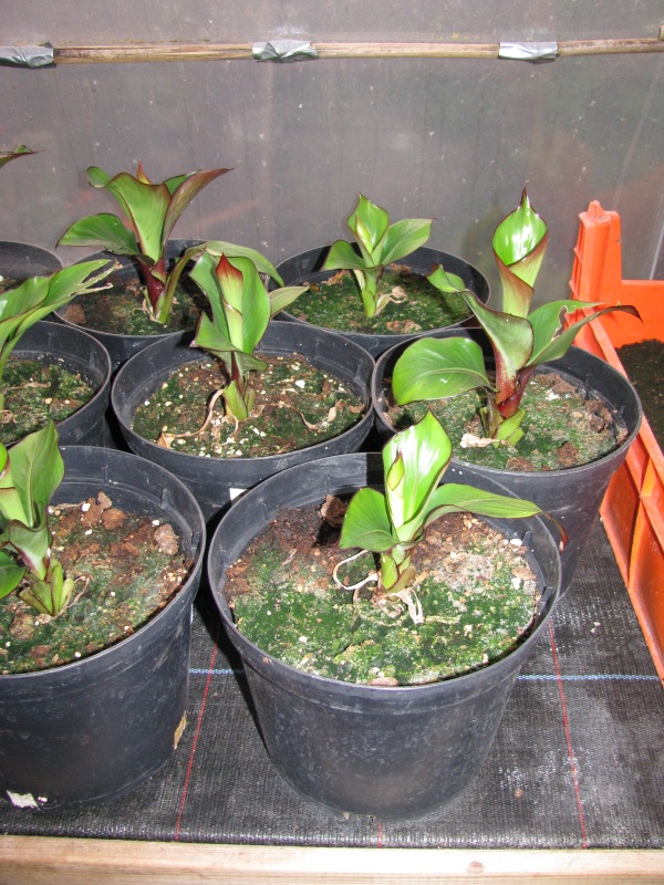 Ensete Maurelli.JPG