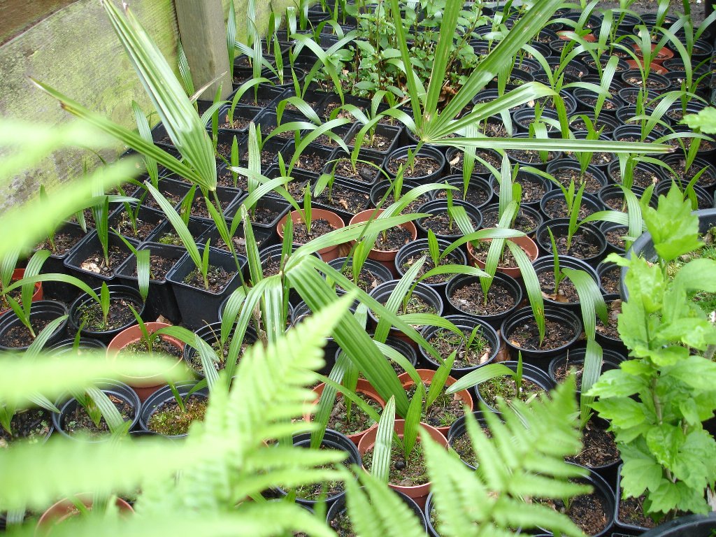 tuin 396_1024x768.jpg