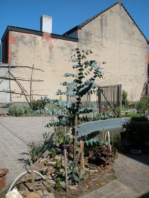 eucalyptus.jpg