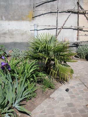 trachycarpus.jpg