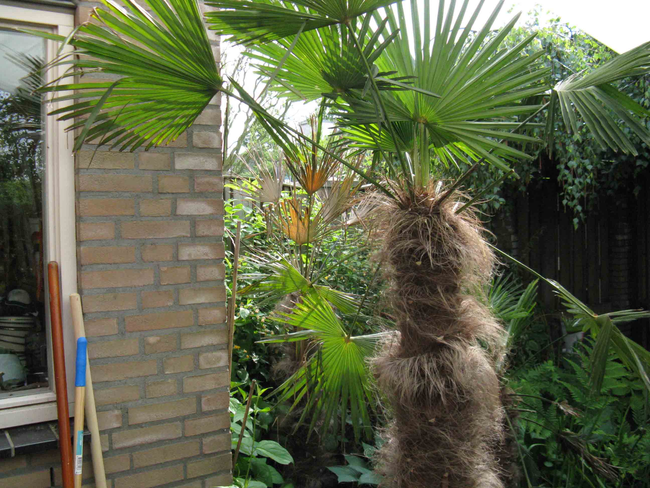 palm.jpg