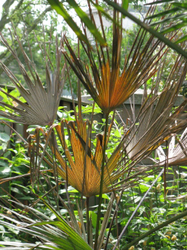 palm2.jpg