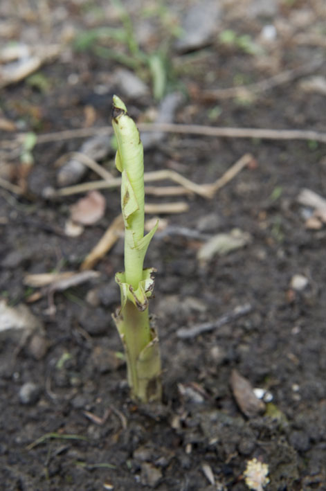 01 mei musa basjoo heeft er weer zin in.jpg