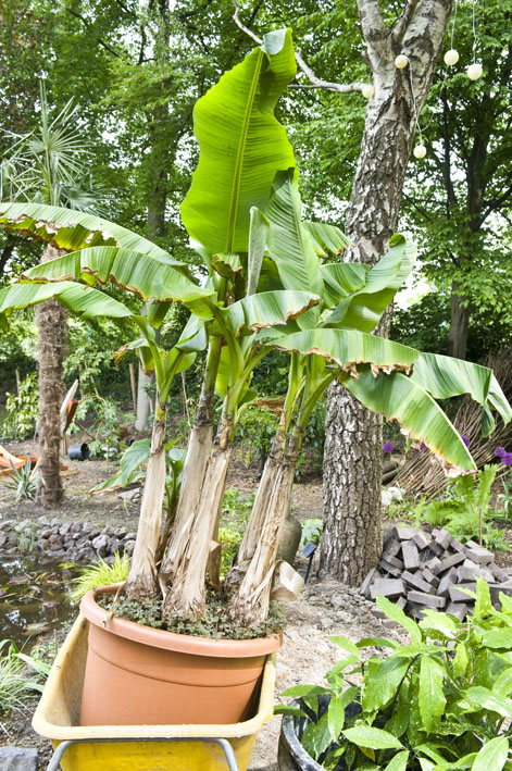 06 mei musa basjoo.jpg