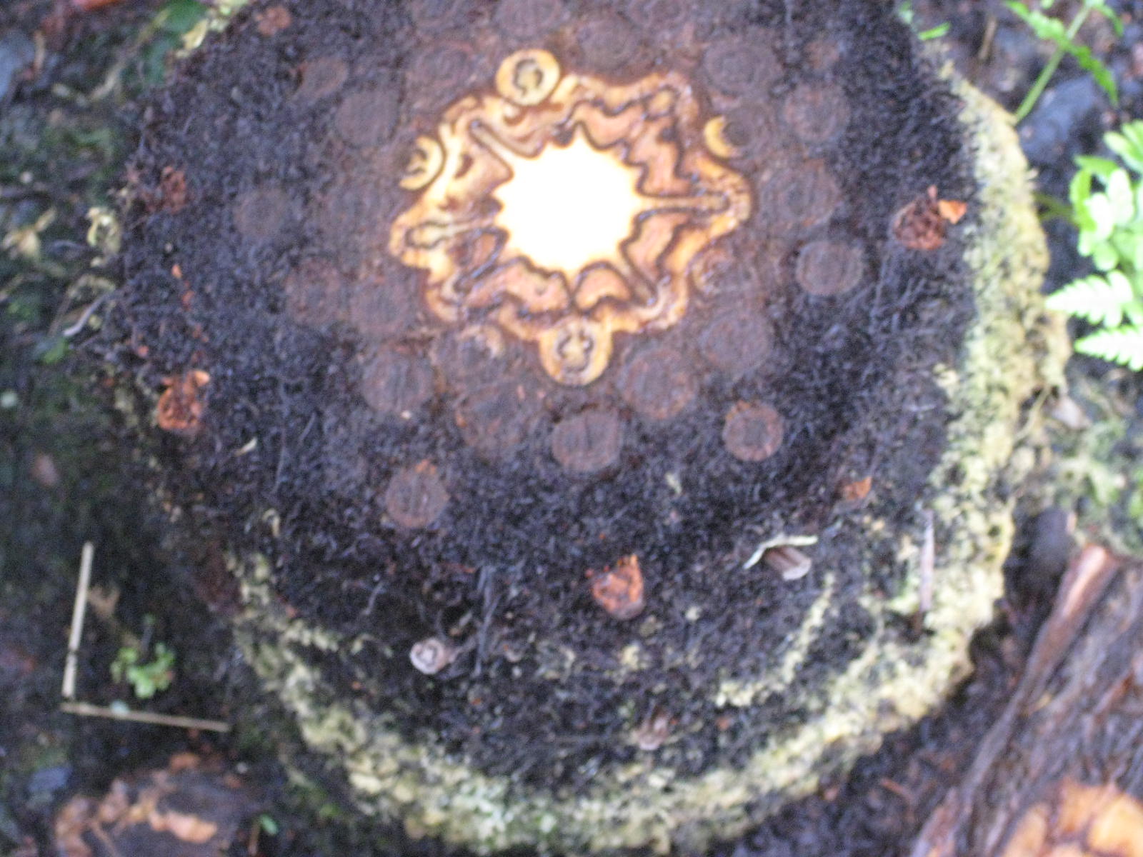 vakantie mei brabant 132.jpg