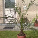 Butia eriospatha 201006