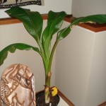 Ensete v. Maurelli 03-2010
