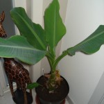 Musella lasiocarpa 03-2010