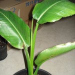 Ravenala madagascariensis 03-2010