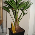 Trachycarpus wagnerianus 03-2010