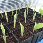 strelitzia-nicolai-200909