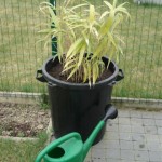 palm-verplanten-6