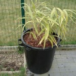 palm-verplanten-8