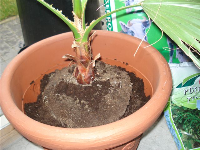 Palmier en pot : comment le choisir et le cultiver
