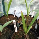 washingtonia-filifera-aanbod