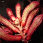 anigozanthos-kinga-bloem
