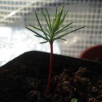 sequoia-g-20090511