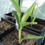 strelitzia-reginae-20090429
