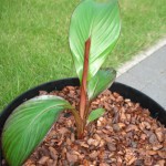 ensete-ventricosum-maurelli-200906