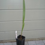 jubaea-chilensis-200906