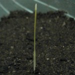 trachycarpus-nanus-20090611