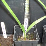 trachycarpus-princeps-bs-200906