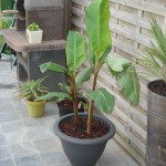 canna-musafolia-20090709