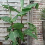 canna-musafolia-20090726
