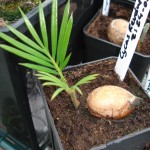 cycas-revoluta-20090709