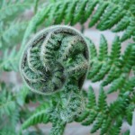 dicksonia-antartica-20090726