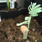 dioon-edule-rv-20090709